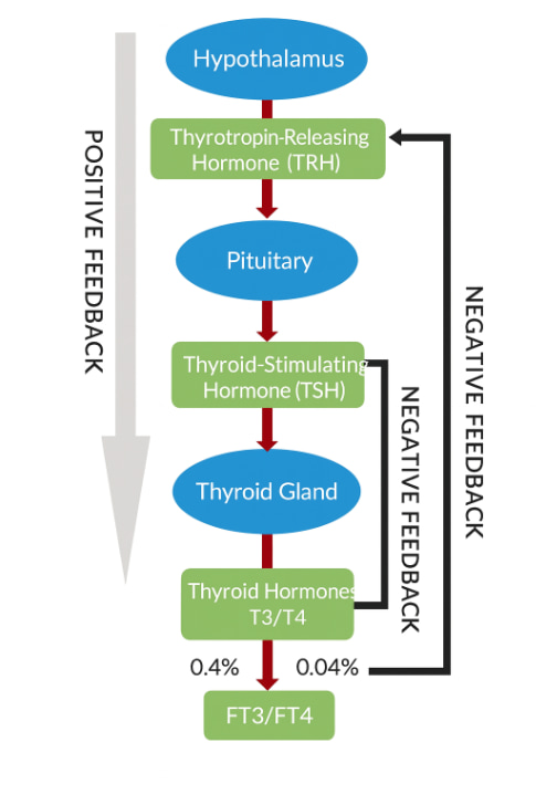 Thyroid Hormones