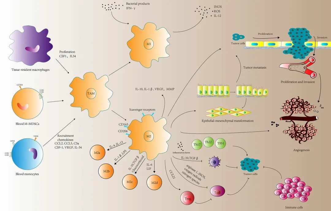 Микроокружение опухоли. Как цитокины действуют как регуляторы развития опухоли?